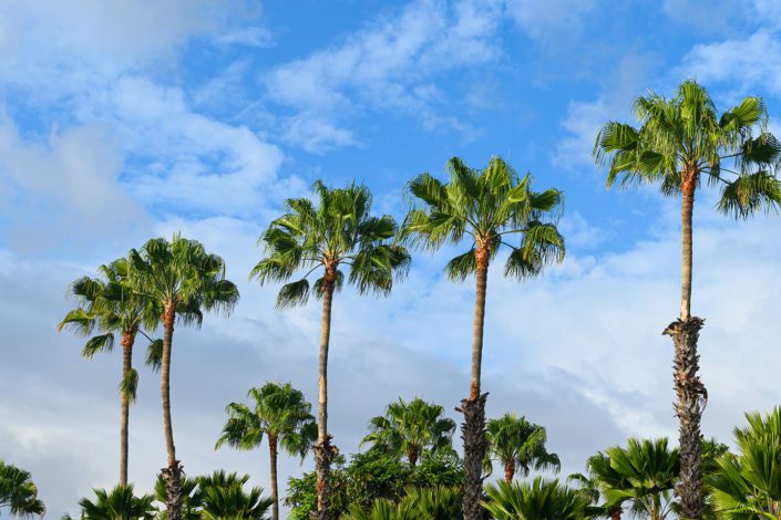 Picture of Palm Trees in BDK Photography's Travel Gallery
