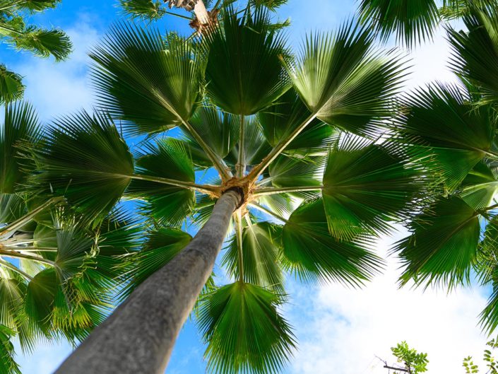 Picture of a Palm Tree in BDK Photography's Travel Gallery
