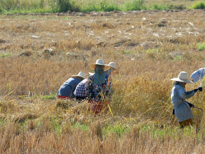 Picture of Women Harvesting in a Field in BDK Photography's Travel Gallery
